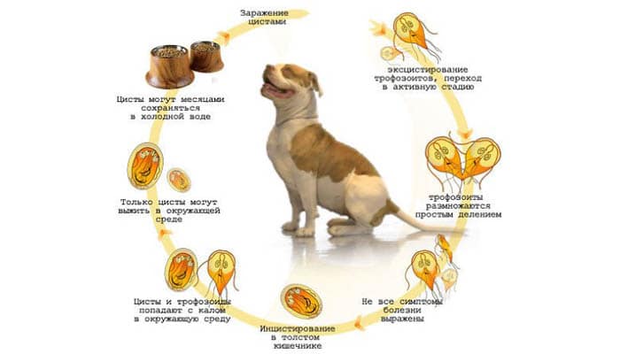 Лямблиоз собак и кошек - цикл развития лямблий