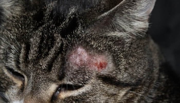 Стригущий лишай или дерматофитоз кошек и собак