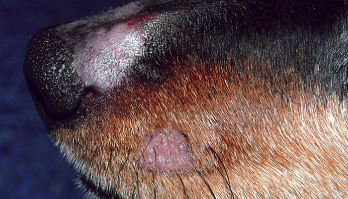 Стригущий лишай или дерматофитоз кошек и собак