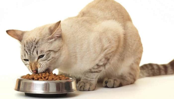 Правильное питание кошек
