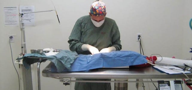 Ветеринарная хирургия