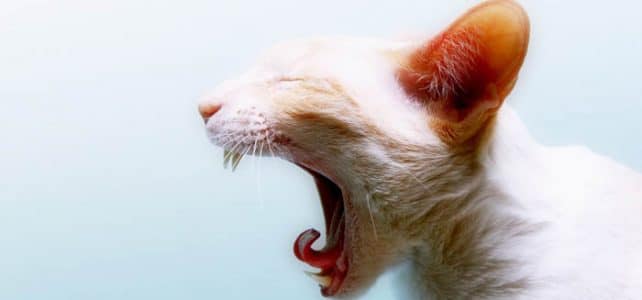 Когда начинают меняться молочные зубы у кошек?
